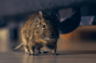 How do Identify Rodent Infestation and Get rid of Them