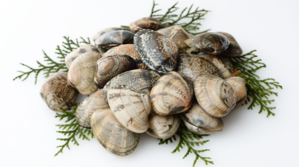 Clam Cut