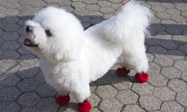 Custom Dog Socks