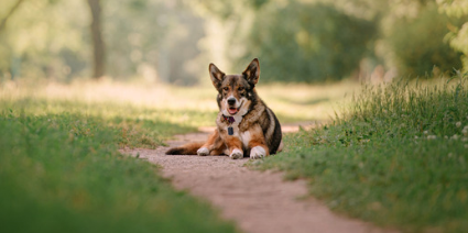 Dog GPS Tracker