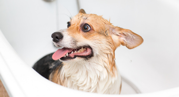 Waterless Pet Wash