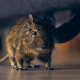 How do Identify Rodent Infestation and Get rid of Them