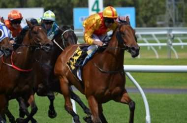 What does PU Mean in Horse Racing