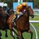 What does PU Mean in Horse Racing