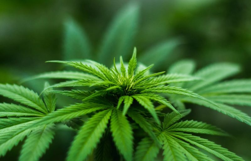 6 Benefits of Consuming Cannabis Without Smoking It