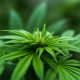 6 Benefits of Consuming Cannabis Without Smoking It
