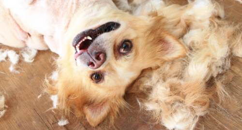 Types of dog grooming