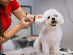 how to start dog grooming business from home