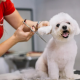 how to start dog grooming business from home
