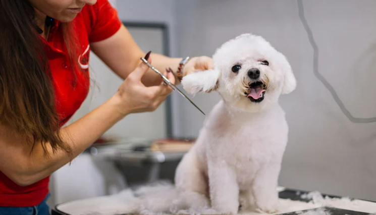 how to start dog grooming business from home