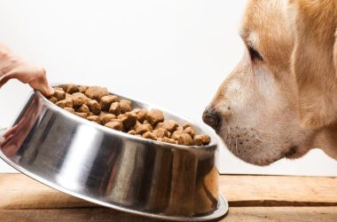The 3 Essentials When Trying To Find The Right Diet For Your Dog
