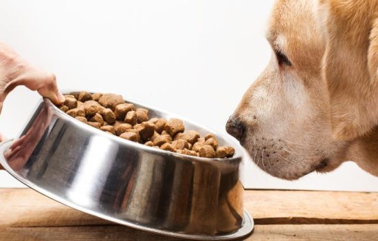 The 3 Essentials When Trying To Find The Right Diet For Your Dog