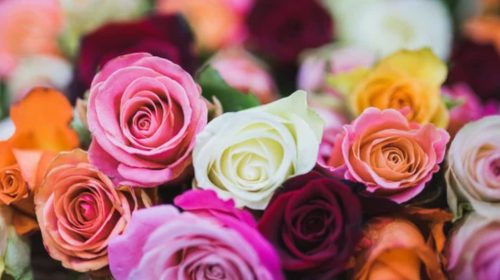 The Meaning Behind the Colors of Roses