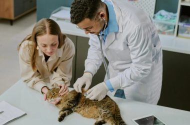 veterinary care tips for pets