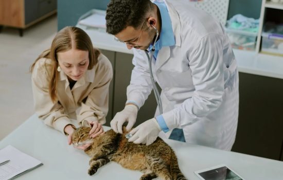 veterinary care tips for pets