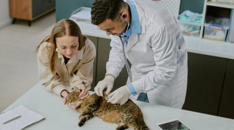 veterinary care tips for pets