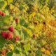 Summer vs Autumn Raspberries